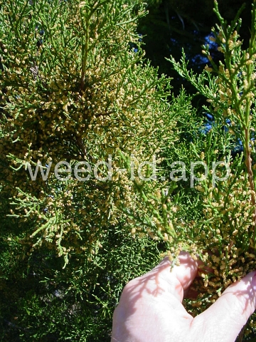 redcedar, eastern